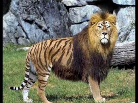 The Liger (Lion-Tiger Hybrid) Phenotype
