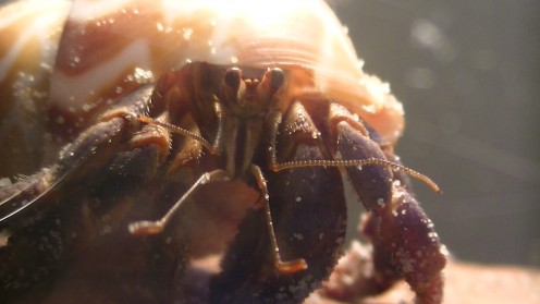How to Care for Land Hermit Crabs How to Care for Land Hermit Crabs