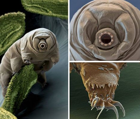 Water Bear-a microscopic Phenotype