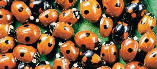 Phenotypic variaton in Dots and Color among Lady Bird Beetles