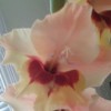 Mary94501 profile image