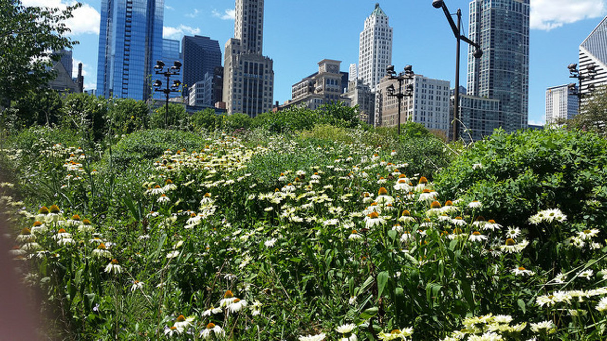 Visiting the Lurie Garden in Chicago