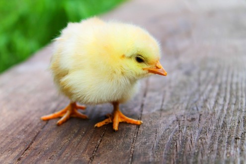 Baby chicks used to be dyed various colors and sold at Woolworth's and Kresge's for 50 cents each at Easter.
