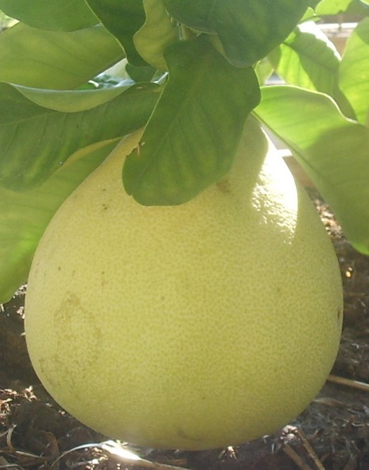 Pomelo on tree