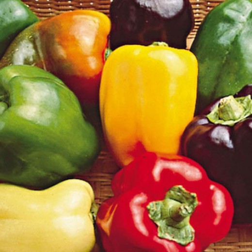 Bell Peppers Differences Between Green, Yellow, Orange, and Red