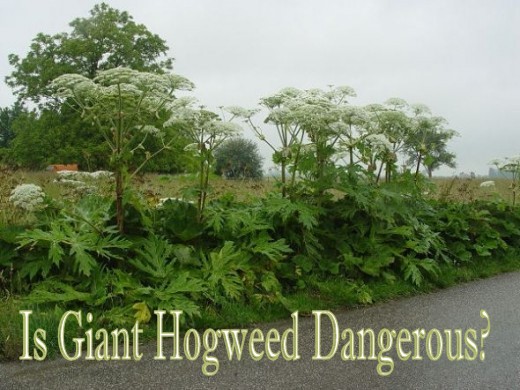 giant-hogweed-how-safe-is-it-how-to-handle-the-plant-hubpages