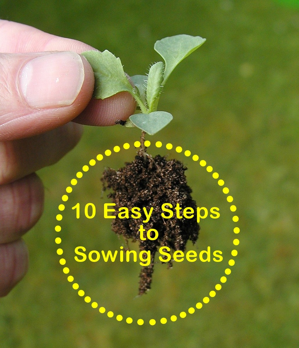 gardening for beginners: 10 easy steps to sowing seeds | dengarden