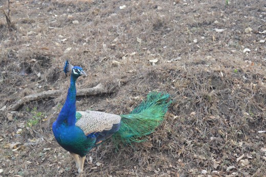 Peacock spotted by me at Bandipur National Park