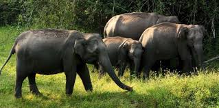 Elephants roaming in Bandipur National Park