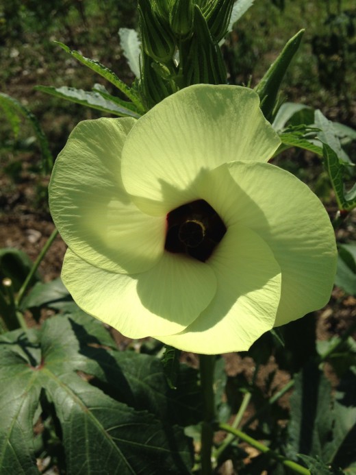 The flower of an okra plant