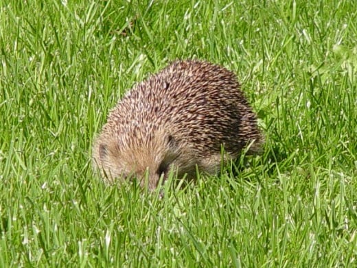 Hedgehog eating a fallen Medlar