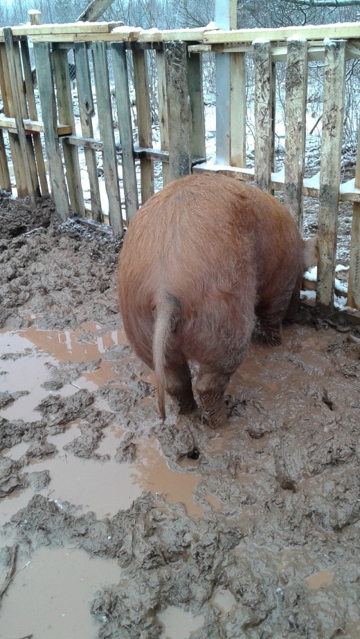 Miss Apricot Piggles in all her muddy glory