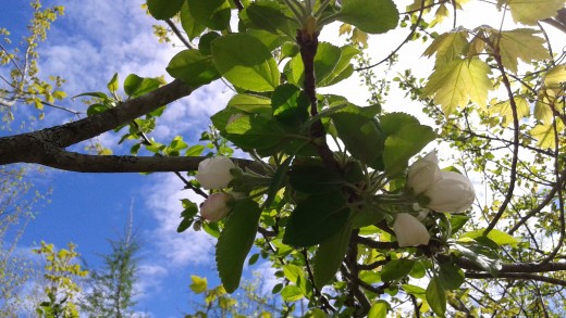 Wild apple blossoms