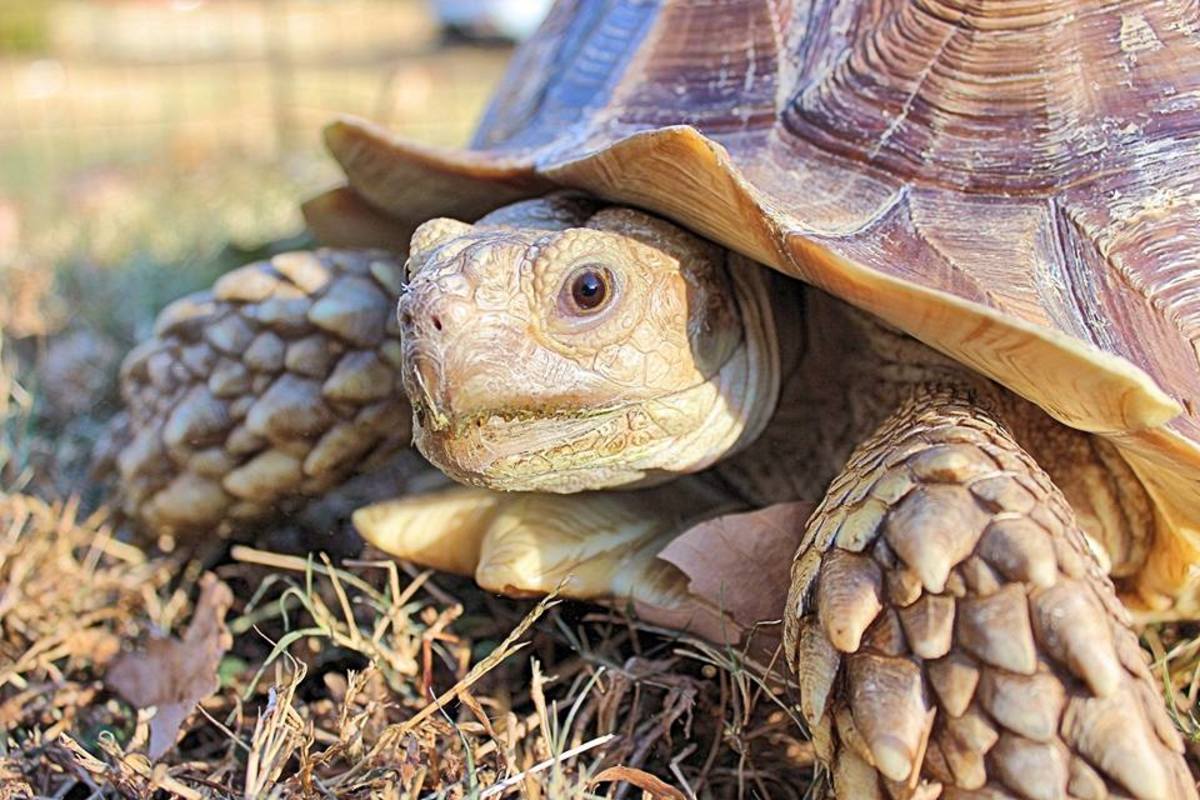 The African Sulcata Tortoise | Owlcation