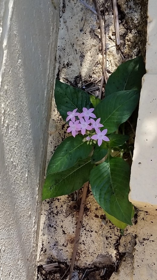 Humble but lovely and strong is this little weed grwoing in a crack off the patio