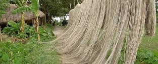 Retting of Jute