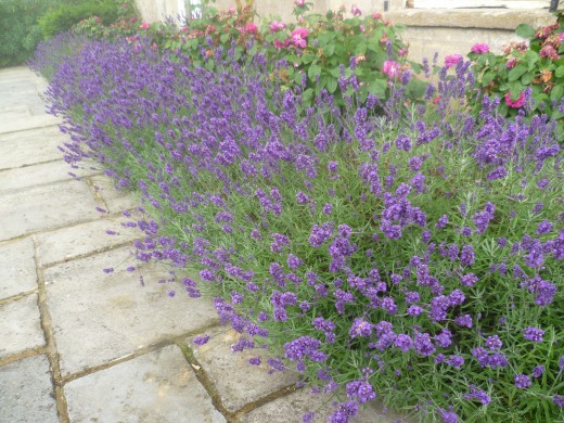 Lavender in my garden