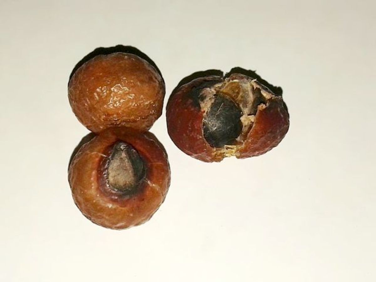 What Are Soap Nuts?