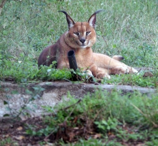 Your profile could match you to the powerful and enigmatic caracal. Photo: Di Robinson 