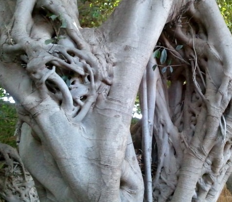 Lovely neighbourhood tree-1