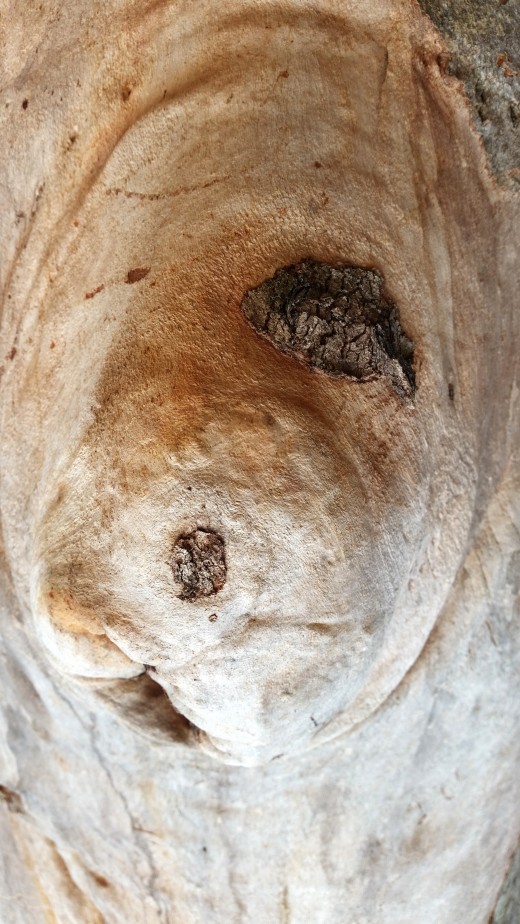 Friendly neighbourhood tree-3 - Sure, this tree IS friendly :-)