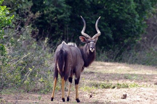 The attractive male nyala Tragelaphus angasii with his distinctive yellow legs, and curved horns. Photo: Matt Feierabend