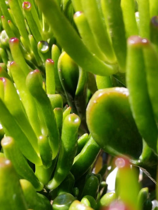 Friendly succulent on the patio :-)