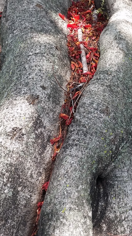 Frinedly shopping center tree