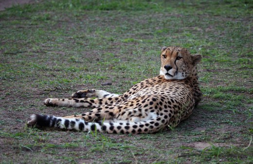 Or you could be the peaceful but swift-as-lightning cheetah. Photo: Di Robinson