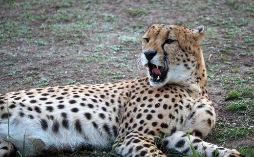Cheetahs have semi-retractable claws like spikes on athletes' training shoes. Photo: Di Robinson 