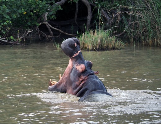 A hippo yawns: it's been a long day. Photo: Di Robinson