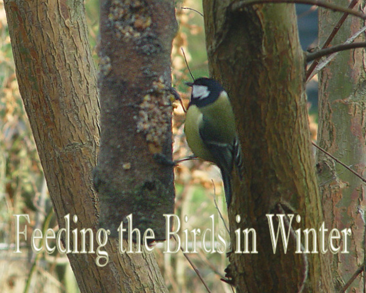 Feeding Birds in Winter
