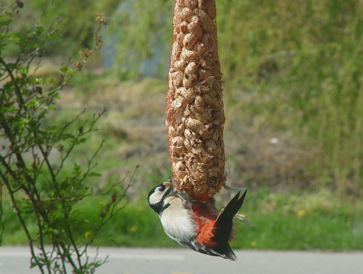 The Spotted Woodpecker Eating Peanuts