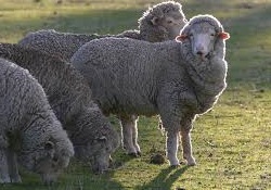 Wool follicles