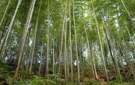 Tree farm