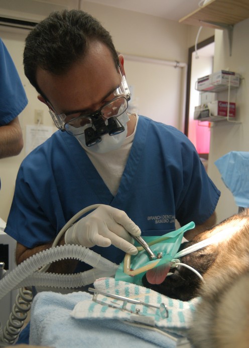 Aug. 5, 2005, U.S. Navy dentist  Lt Howard Polasky performs emergency root canal on a military working dog named Dollar