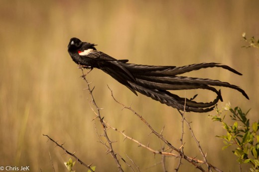 widowbird طولانی دم Long tailed widowbird پرندگان زیبا