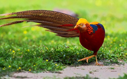 فاز گل طلایی زیباترین پرندگان Golden Pheasant
