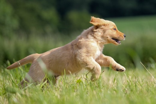 Golden retriever puppy sprinting threw the high grass.
