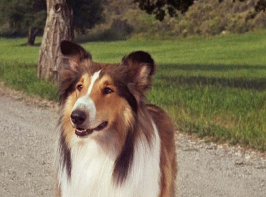 The famous Lassie. 