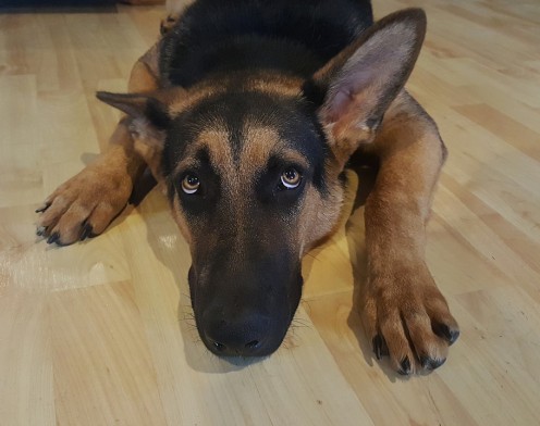 Ways to Calm a Nervous Dog or Cat Ways to Calm a Nervous Dog or Cat