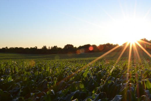 Aside from the natural rays of the sun, you can obtain vitamin D from foods and food supplements.