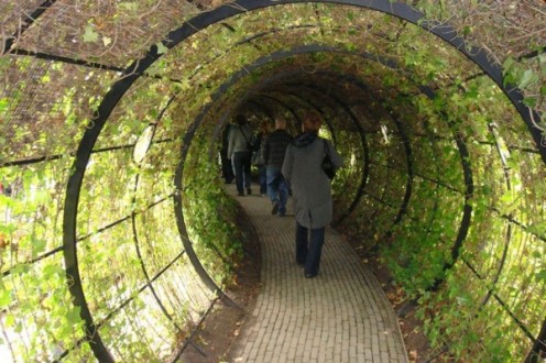 Tunnel of Green Vines