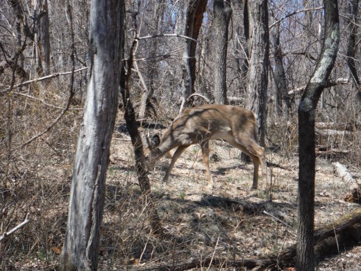 Sharing the trail with our deer ones. :-)