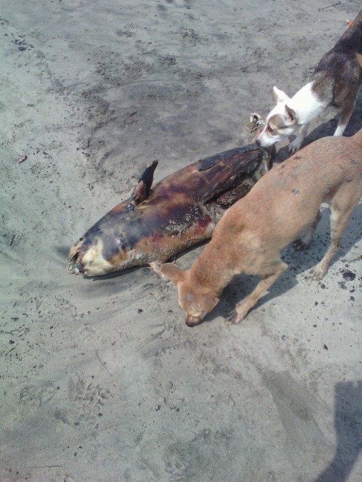 Dead body of a kid dolphin and street dog at Vagator beach