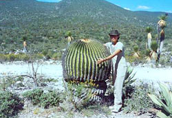 Cuddle with care!  Good sized barrel cactus in Mexico