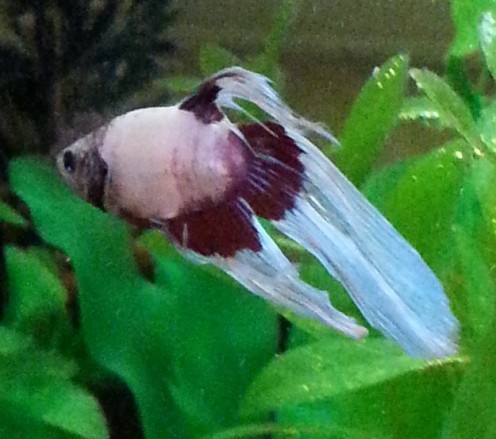 Beaster, My Beautiful Siamese Fighting Fish Beaster, My Beautiful Siamese Fighting Fish