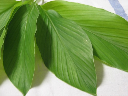 turmeric leaves