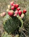 This fruit is as edible as it is decorative