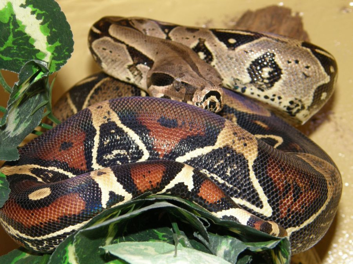 10 Exotic Pets That Are Legal to Own in New Jersey ...
